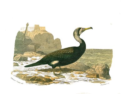 Lámina de historia natural: Lámina zoológica que representa totipalmas (pesca submarina). El cormorán. Lámina extraída de los nueve volúmenes sobre aves en 