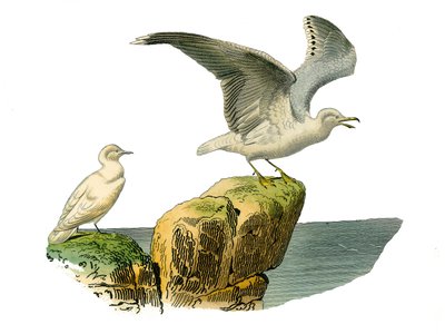 Tabla zoológica que representa totipalmas (pescadores submarinos). La gaviota blanca y el goeland con abrigo gris. Lámina extraída de los nueve volúmenes sobre aves en 