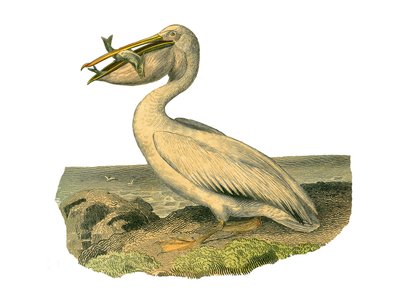 Tablero zoológico que representa totipalmas (aves pescadoras). El pelícano blanco. Lámina extraída de los nueve volúmenes sobre aves en 