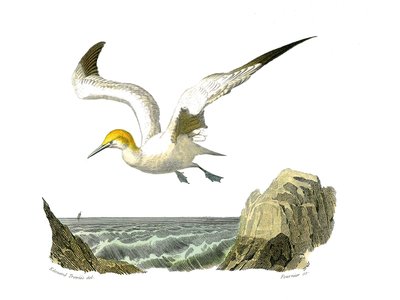 Tabla de historia natural: Tabla zoológica que representa totipalmas (pesca submarina). El alcatraz. Lámina extraída de los nueve volúmenes sobre aves en “Obras completas de Buffon” escritas por el naturalista Georges Louis Leclerc, Conde de Buffon (1707-1 de Edouard Travies