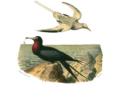 Historia natural: Tabla zoológica que representa totipalmas de Edouard Travies