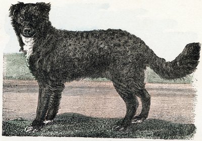 Terranova, Terranova - " El alfabeto ilustra los animales" siglo XIX (grabado) de Edouard Travies