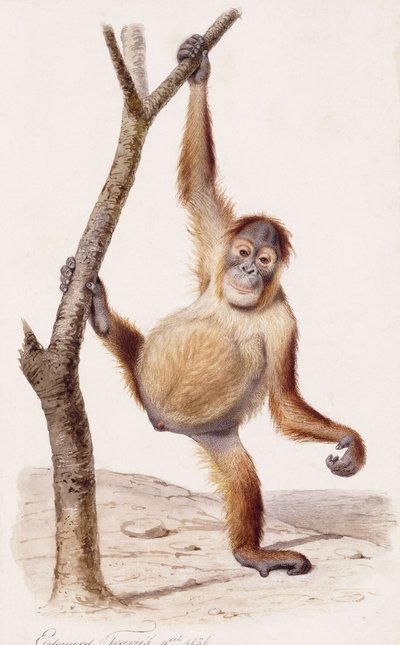 Orangután, 1836 de Edouard Travies