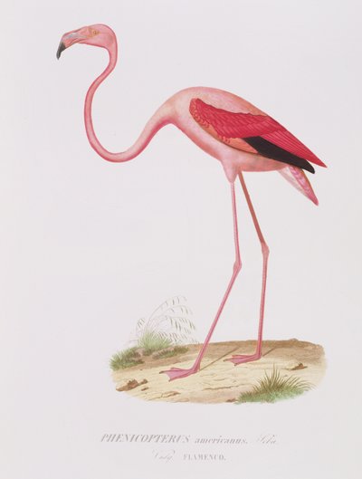 Phenicopterus americanus (Flamenco) grabado por Fournier, pub. por Bougeard de Edouard Travies