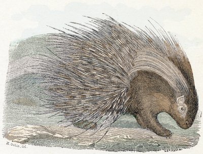 Epopeya del cerdo (porc-epic) - " Alfabeto ilustra animales" Siglo XIX (grabado) de Edouard Travies