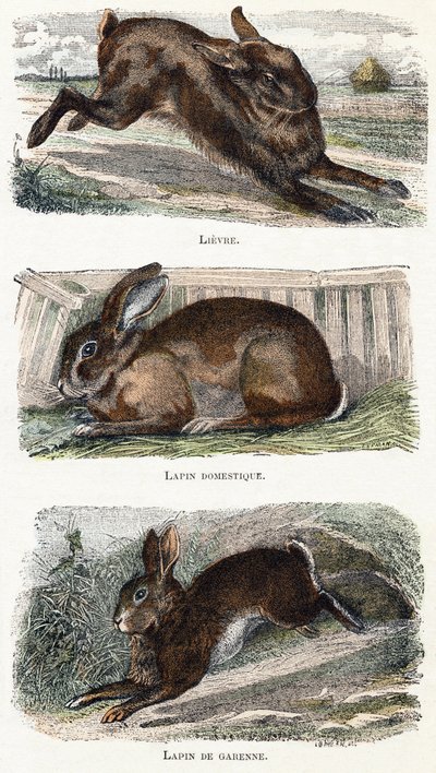 Conejos- " Alfabeto ilustra animales" Siglo XIX (grabado) de Edouard Travies