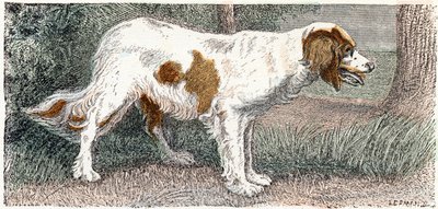 Spagneul (perro)- " Alfabeto ilustra animales" siglo XIX (grabado) de Edouard Travies