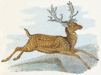 Suede- " Alfabeto ilustra animales" siglo XIX (grabado) de Edouard Travies