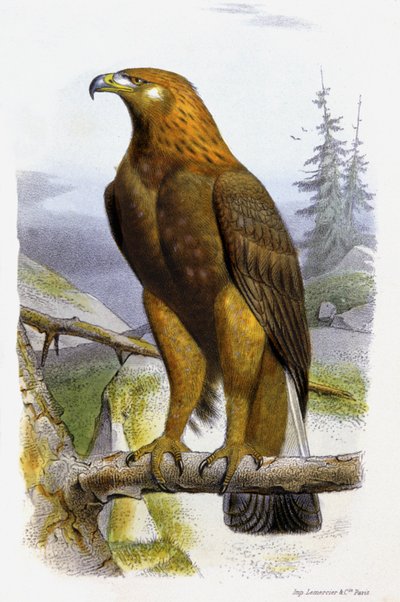 El águila real, c.1850 (litografía) de Edouard Travies
