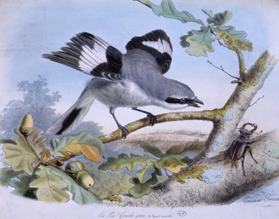 La urraca gris y un escarabajo - dess. de Travies de Edouard Travies