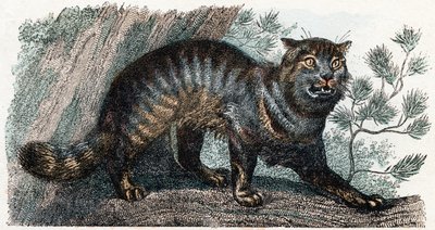 Gato salvaje- " Alfabeto ilustra animales" siglo XIX (grabado) de Edouard Travies