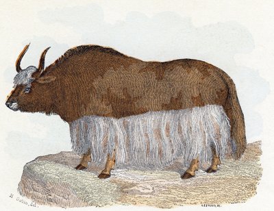 Yack (yak) - " Alfabeto ilustra animales" siglo XIX (grabado) de Edouard Travies