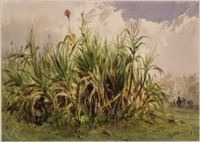 Plantación de caña de azúcar de Eduard Hildebrandt