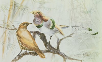 Ave del paraíso rey, 1909 de Edward Adrian Wilson