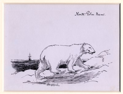 Oso polar de Edward Adrian Wilson