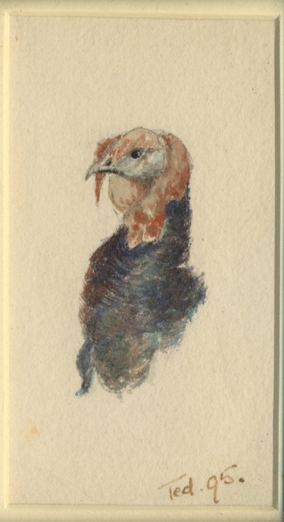 Estudio de un pavo de Edward Adrian Wilson