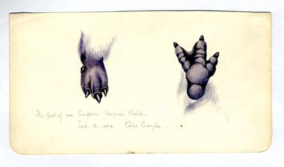 Dos estudios del pie de un polluelo de pingüino emperador de Edward Adrian Wilson
