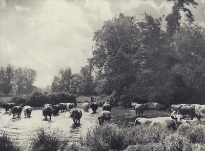 Vacas cruzando el río Nadder (foto en blanco y negro) de Edward Alfred Barton