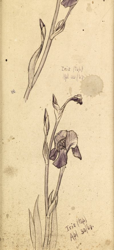 Iris de Edward Burne Jones