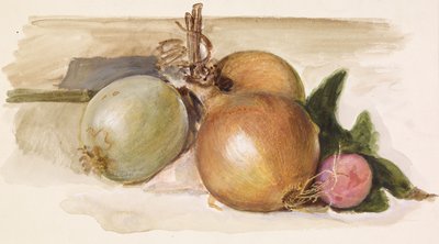 Naturaleza Muerta - Estudio de Cebollas, 1871-75 de Edward Burne Jones