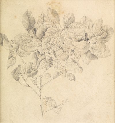Estudio para huerto de manzanas de Edward Burne Jones
