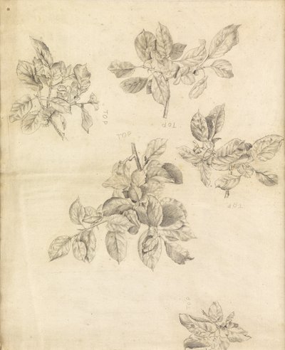 Estudio de manzanas, posiblemente para el fondo de "Arturo en Avalon", número 2 de Edward Burne Jones