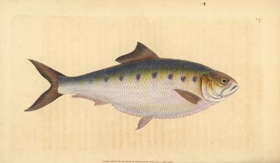 Sábalo, Alosa alosa (Clupea alosa). Grabado en cobre coloreado a mano dibujado y grabado por Edward Donovan de su Historia Natural de los Peces Británicos, Donovan y F.C. y J. Rivington, Londres de Edward Donovan