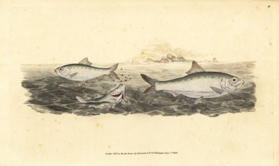 Sábalo, Alosa alosa. Grabado a mano coloreado por Edward Donovan de su Historia Natural de los Peces Británicos, Donovan y F.C. y J. Rivington, Londres de Edward Donovan