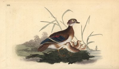 Pato joyuyo americano (hembra y crías). Grabado en cobre coloreado a mano dibujado y grabado por Edward Donovan de su propia 