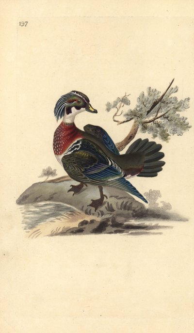 Pato joyuyo, Aix sponsa de Edward Donovan