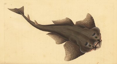 Tiburón ángel, Squatina squatina. En peligro crítico. (Tiburón ángel, Squallus squatinus). Grabado en cobre coloreado a mano dibujado y grabado por Edward Donovan de su Historia Natural de los Peces Británicos, Donovan y F.C. y J. Rivington, Londres de Edward Donovan