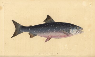 Trucha ártica, Salvelinus alpinus alpinus. Grabado a mano coloreado por Edward Donovan de su Historia Natural de los Peces Británicos, Donovan y F.C. y J. Rivington, Londres de Edward Donovan