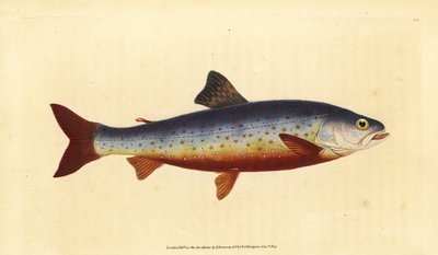 Salmón ártico, Salvelinus alpinus alpinus (Salmón salvelino, Salmo salvelinus). Grabado en cobre coloreado a mano dibujado y grabado por Edward Donovan de su Historia Natural de los Peces Británicos, Donovan y F.C. y J. Rivington, Londres de Edward Donovan