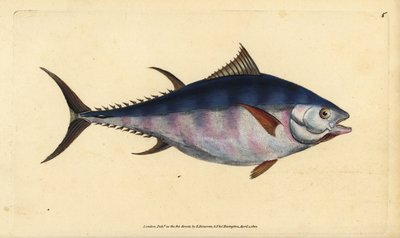 Atún rojo del Atlántico, Thunnus thynnus (en peligro) (grabado a mano por Edward Donovan de su 