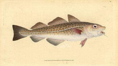 Bacalao atlántico o bacalao. Gadus morhua. Vulnerable. Grabado a mano coloreado por Edward Donovan de su Historia Natural de los Peces Británicos, Donovan y F.C. y J. Rivington, Londres de Edward Donovan