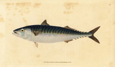 Caballa atlántica, Scomber scombrus (Caballa, Scomber scomber). Grabado en cobre coloreado a mano dibujado y grabado por Edward Donovan de su Historia Natural de los Peces Británicos, Donovan y F.C. y J. Rivington, Londres de Edward Donovan