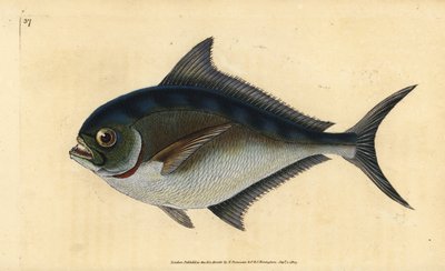 Japuta atlántica, Brama brama. Grabado a mano coloreado por Edward Donovan de su Historia Natural de los Peces Británicos, Donovan y F.C. y J. Rivington, Londres de Edward Donovan