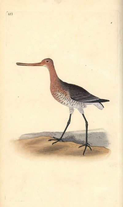 Aguja colinegra (hembra), Limosa lapponica. Grabado a mano coloreado por Edward Donovan de su propia Historia Natural de las Aves Británicas, Londres de Edward Donovan