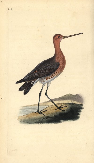 Aguja colipinta (macho), Limosa lapponica. Grabado en cobre coloreado a mano dibujado y grabado por Edward Donovan de su propia "Historia Natural de las Aves Británicas," Londres de Edward Donovan