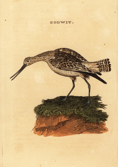Aguja colipinta, Limosa lapponica de Edward Donovan