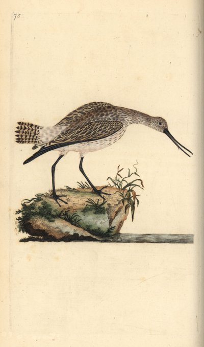 Limosa lapponica, aguja colipinta. Grabado en cobre coloreado a mano dibujado y grabado por Edward Donovan de su propia "Historia Natural de las Aves Británicas", Londres de Edward Donovan