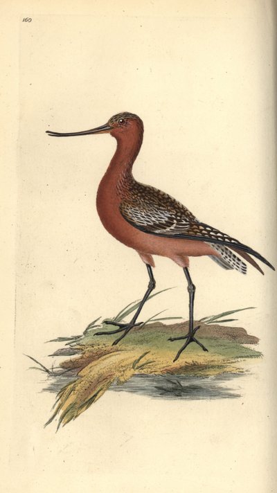 Aguja colipinta, Limosa lapponica. Ilustración de la 