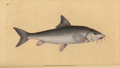 Barbo, barbo barbudo (Cyprinus barbo). Grabado en cobre coloreado a mano dibujado y grabado por Edward Donovan de su Historia Natural de los Peces Británicos, Donovan y F.C. y J. Rivington, Londres de Edward Donovan