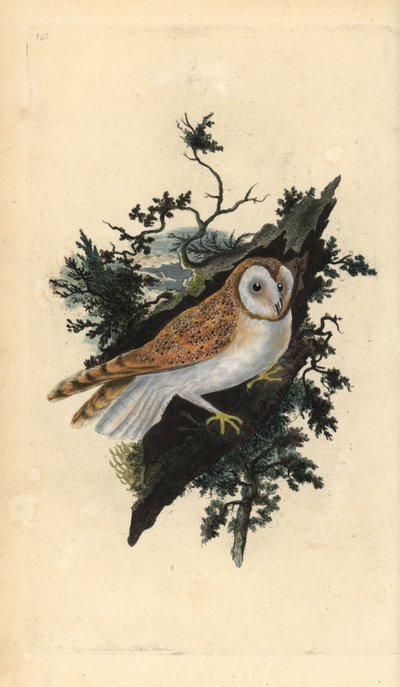 Lechuza común, Tyto alba de Edward Donovan