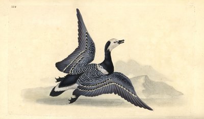 Barnacla cariblanca, Branta leucopsis de Edward Donovan