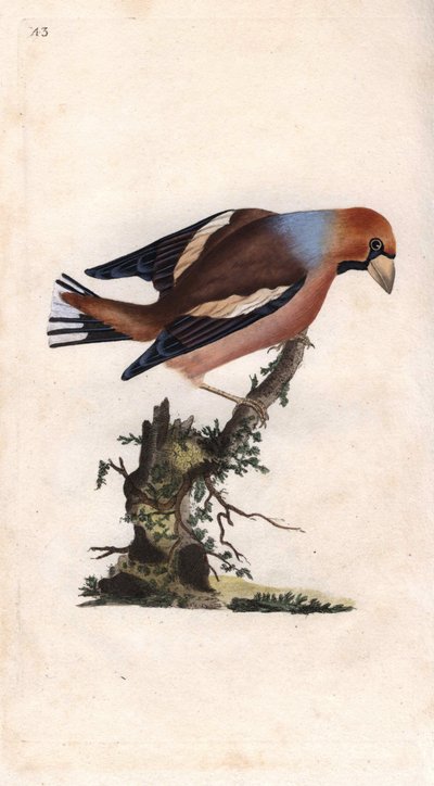 Quebrantahuesos. Coccothraustes (Loxia coccothraustes). Grabado en cobre por Edward Donovan (1768-1837), publicado en Historia Natural de las Aves Británicas, Londres de Edward Donovan