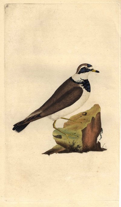 Chorlitejo grande. Charadrius hiaticula. Grabado en cobre por Edward Donovan (1768-1837), publicado en Historia natural de las aves británicas, Londres de Edward Donovan