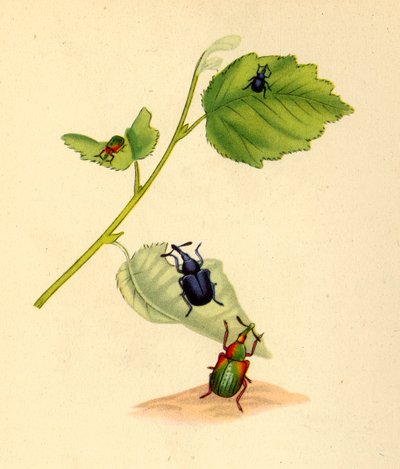 Gorgojos del abedul: Curculio betulae de Edward Donovan