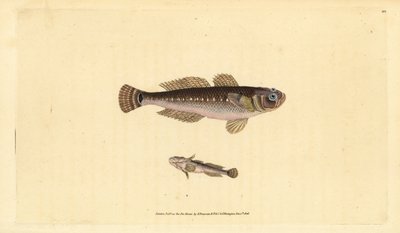 Gobio negro, Gobius niger. Grabado a mano coloreado por Edward Donovan de su Historia Natural de los Peces Británicos, Donovan y F.C. y J. Rivington, Londres de Edward Donovan