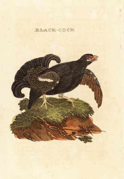 Urogallo negro, Tetrao tetrix de Edward Donovan